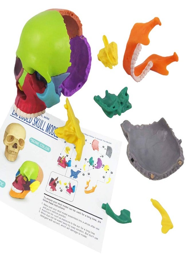 EVOTECH SCIENTIFIC Mini Human Skull Model, Didactic 15 Parts Palm-Sized Anatomy Skull Model, Exploded Skull, Medical Anatomy and Physiology Teaching Learning Education Skull Puzzle, Colored - Image 4